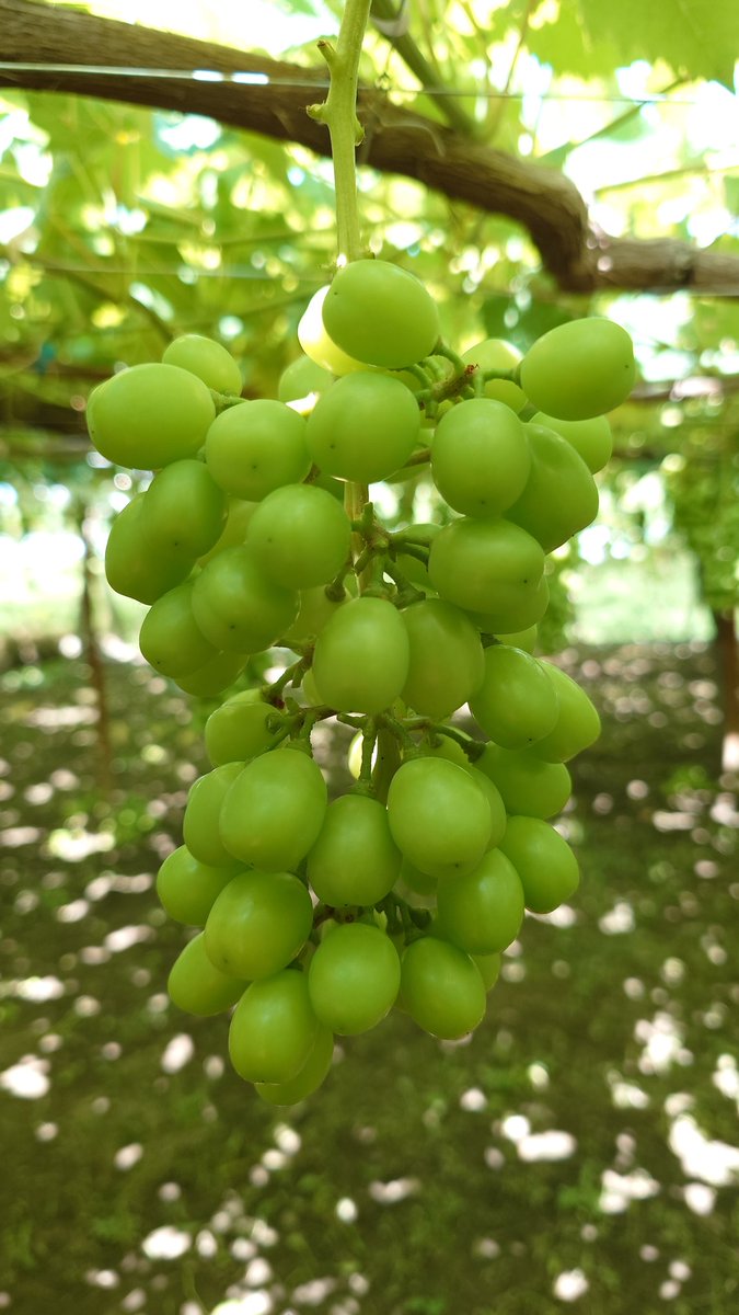 予備摘粒
#シャインマスカット