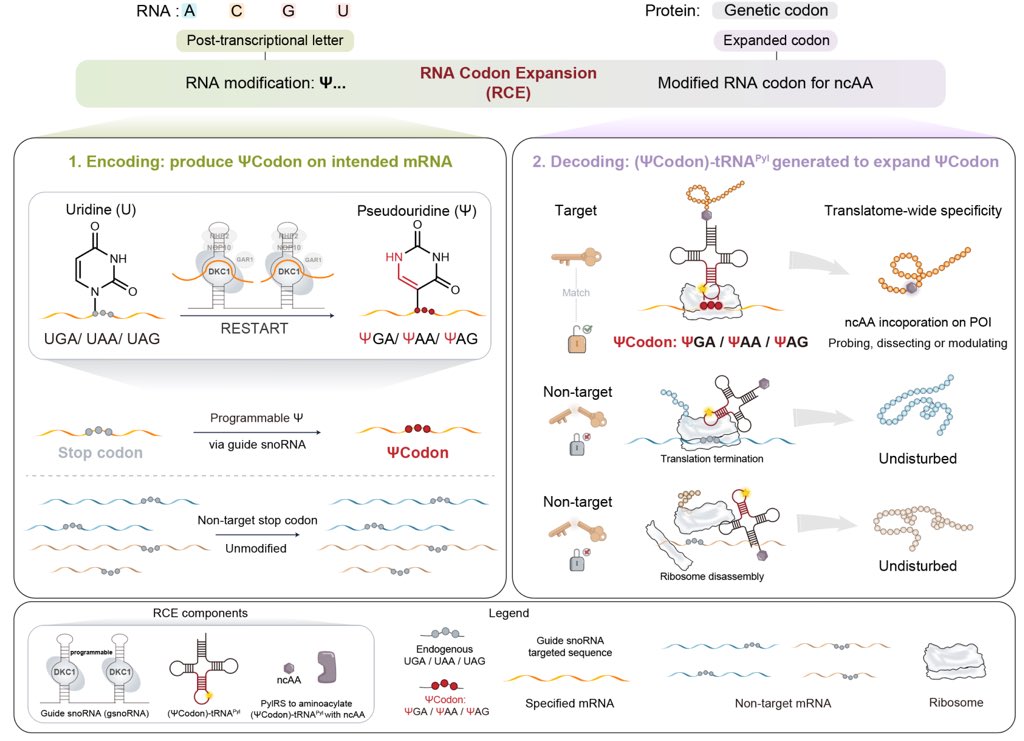 🧬 Breaking the Genetic Code! Teams led by Prof. Peng Chen # PKUCCME &amp; Prof. Chengqi Yi redefine life's programming language in Nature! Their breakthrough ΨCodon system:
• Creates 3 new pseudouridine codons
• Enables custom protein synthesis with unnatural amino acids
•