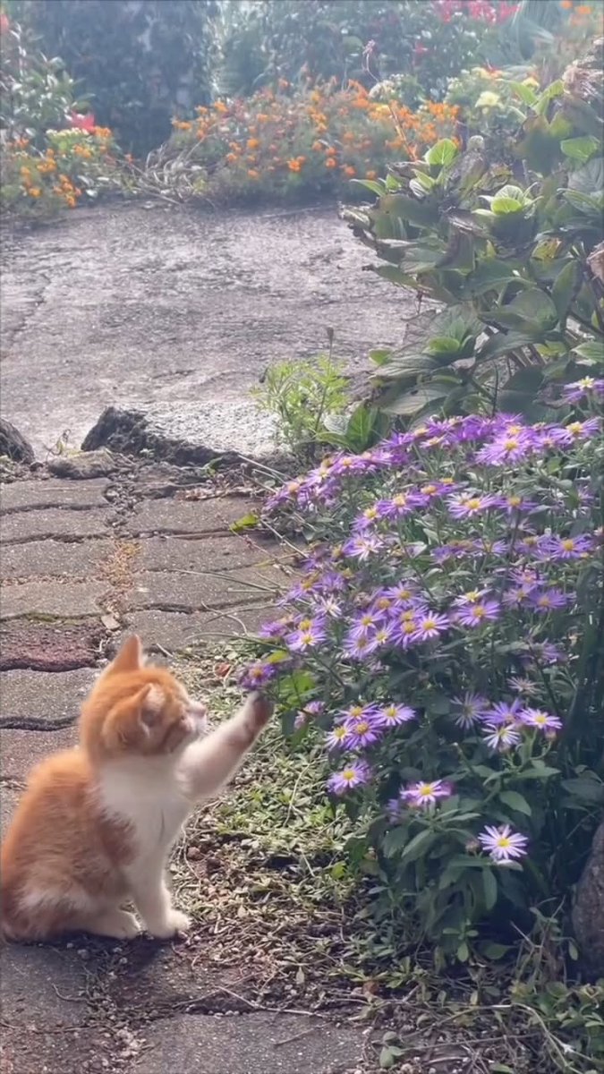 Tahniyatmehdi14's tweet photo. Curious paws and flower play, this little explorer is chasing blooms instead of butterflies!๐ธ๐พ
#KittenAdventures #FlowerFun #flowerpower #NatureBeauty https://t.co/Re261RxFdH