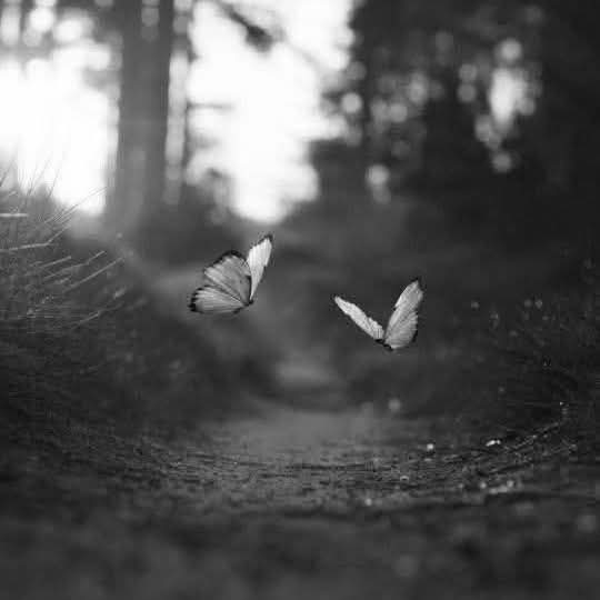 "La felicidad es como una mariposa. Cuanto más la persigues, más huye. Pero si vuelves la atención hacia otras cosas, ella viene y suavemente se posa en tu hombro. La felicidad no es una posada en el camino, sino una forma de caminar por la vida".

             -Viktor Frankl