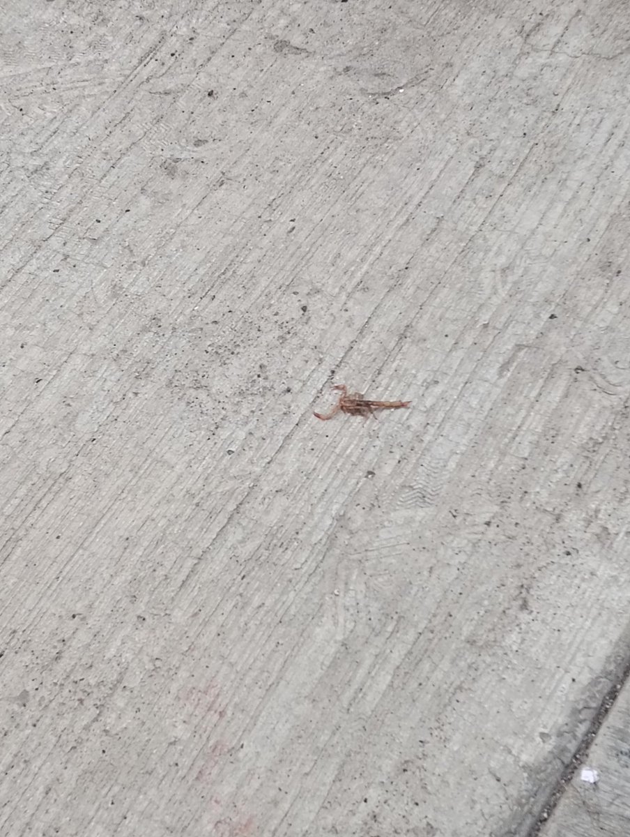 Miren lo que me encontré en el pasillo de mi edificio... se vera pequeño pero fácilmente mide unos 7cm 🕴🏻