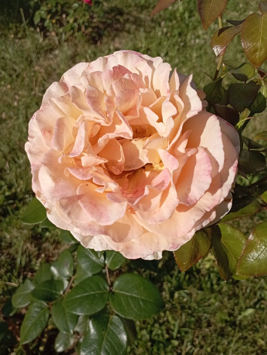 Silke2469's tweet photo. Guten Morgen meine lieben, ich wünsche euch ein wunderschönes Wochenende https://t.co/NLqdjxxIrF