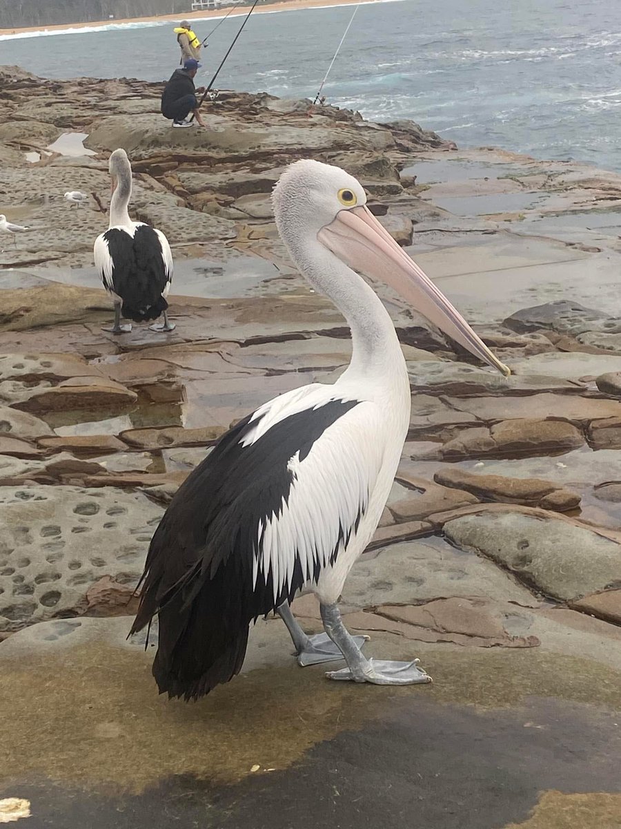 One of these Pelicans on the rocks at Avoca beach NSW Australia has a fishing lure in its foot.
Hopefully it will allow someone to get close enough to remove it👍
In the meantime they are waiting for a free feed from the local fishermen. 
(M.Urmenyhazi)