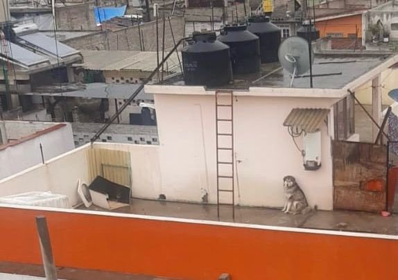 Plu2Desampara2's tweet photo. .@Adolfo_Cerqueda @GobNeza @FiscaliaEdomex @CEPANAF El folio ante la @propaem_sma #1606 
El pobre perrito lleva meses en el techo de su casa a la intemperie, me comentaron que solo suben a darle agua y de comer una vez a la semana, no tiene dónde ocultarse del clima 😞 la reportante YA TIENE HOGAR para el, solo hay que sacarlo. @rbarriosfuentes