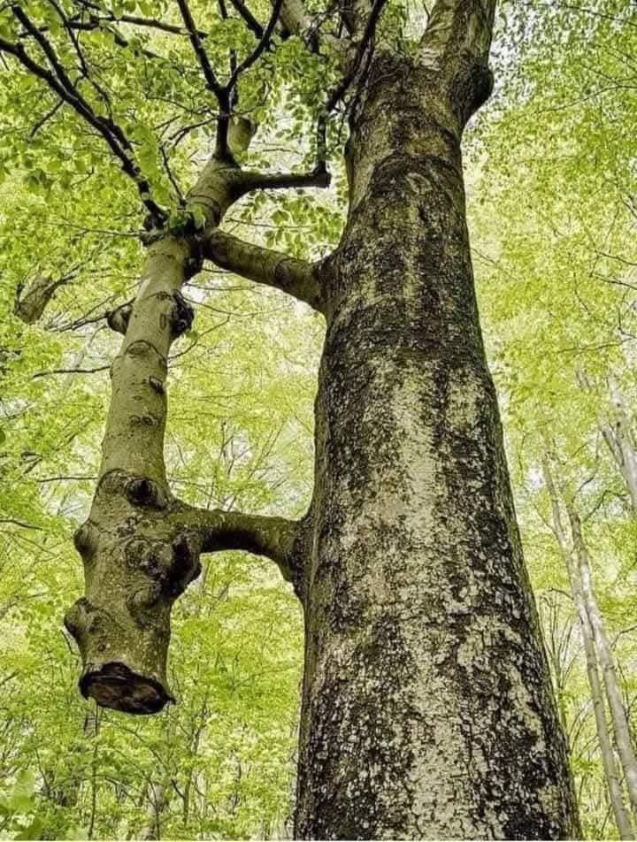 अपने रिश्ते मजबुत कीजिए , ज़माना आपकी जड़ें भी काट दे तो अपने आपको गिरने न देंगे l ❤️💯
