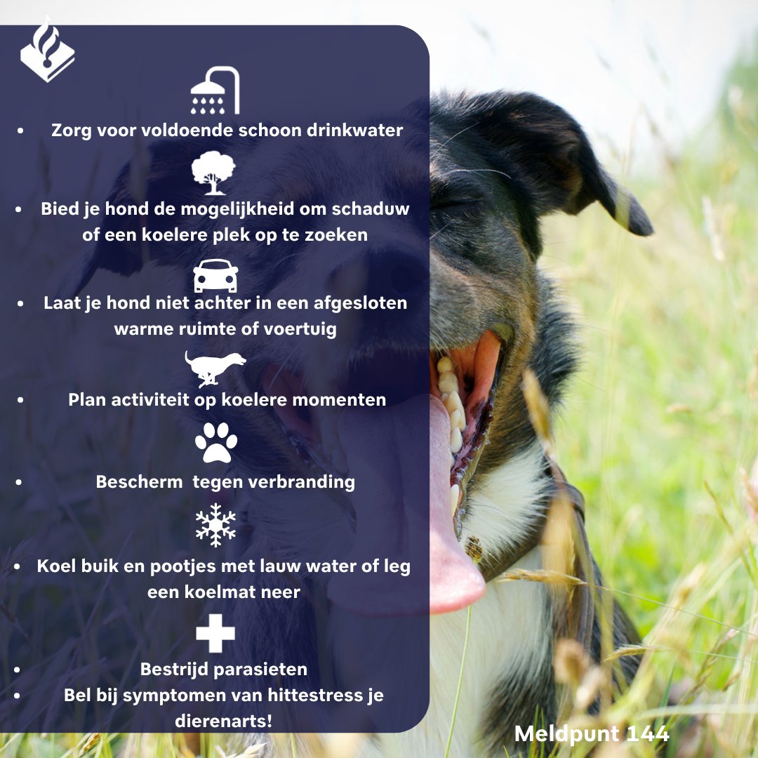 Honden kunnen niet zweten om af te koelen. Ze raken hun warmte vooral kwijt door te hijgen en een beetje via hun voetzolen.

⬇️Check de hittetips voor #honden⬇️

Hond in levensgevaar? ☎️112
Hond gevonden zonder eigenaar? #dierenambulance
Verwaarlozing of overleg: 📞144 #linkinbio