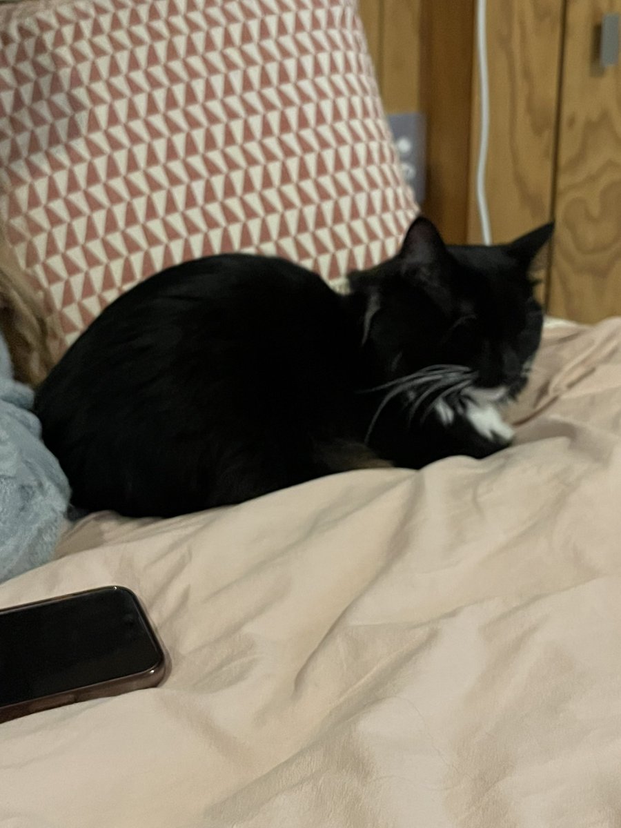 Everyone meet my new Demon son, Sooty. 🥰