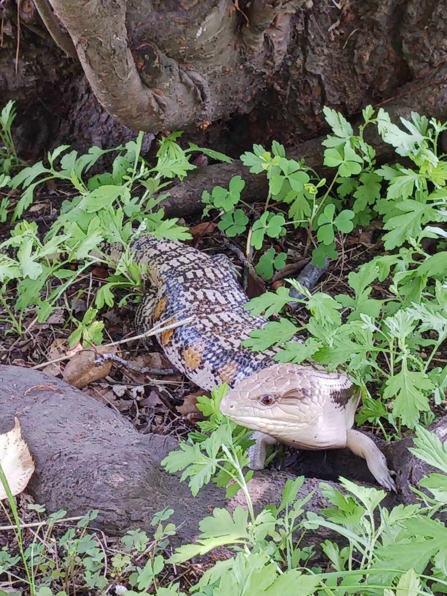 天気いいから散歩
暑すぎて日陰に逃げてる🦎