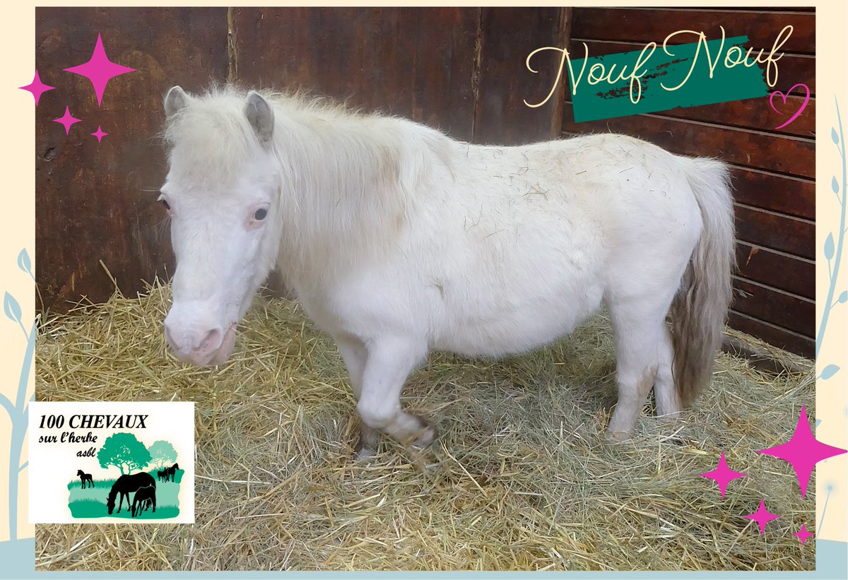 100CHEVAUXSURLH's tweet image. Aujourd’hui, notre adorable NOUF NOUF fête ses 30 ans !
Un immense merci à ses marraines et parrains qui lui offrent, chaque jour le soutien qu’elle mérite. 💖
NOUF NOUF, cette douce jument shetland, avait été lâchement abandonnée par ses propriétaires à l’âge de 19 ans.