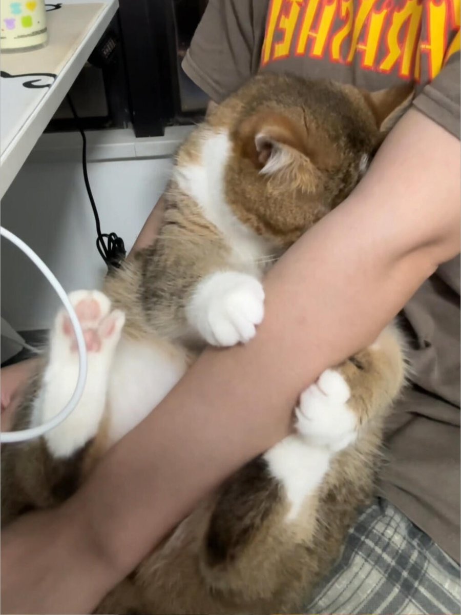 No Context Cats tweet media
