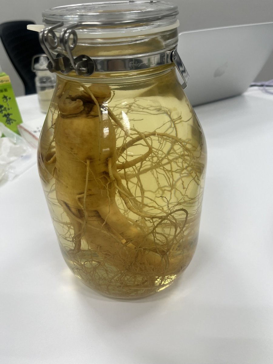 高麗人参は、アダプトゲンハーブという、ストレス耐性を高めるハーブの一つでもありますが、実は日本でも昔はかなり栽培されていたそう！4年かかる作物で手間がかかるのが少なくなった要因なのか…農業自体が今とても少なくなっている今、いろいろ考えを巡らせてしまいます。