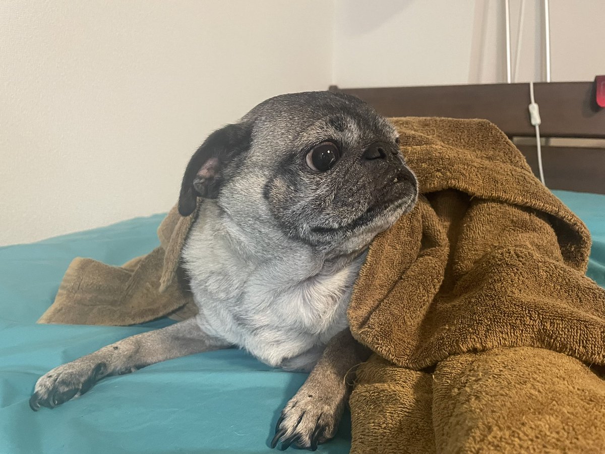 パグ タオルケットをすこしかぶるのが好きなパグ。 すこしあざとくないか