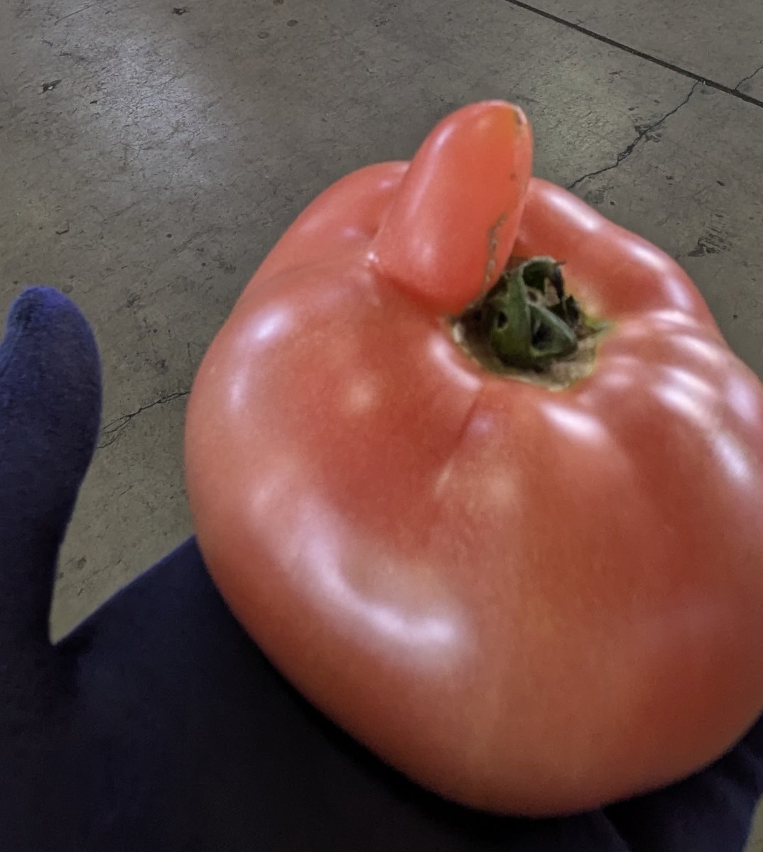 ぴょこっとオマケ付き🍅
#選果場　#会津のトマト　#りんか