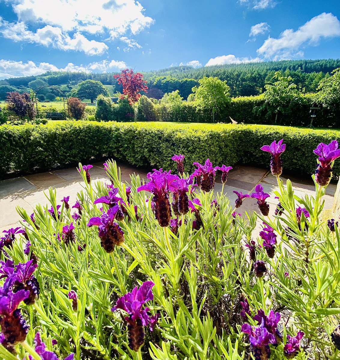 Nicky13Johnson's tweet image. Wishing you a wonderful weekend from North Yorkshire 馃槉