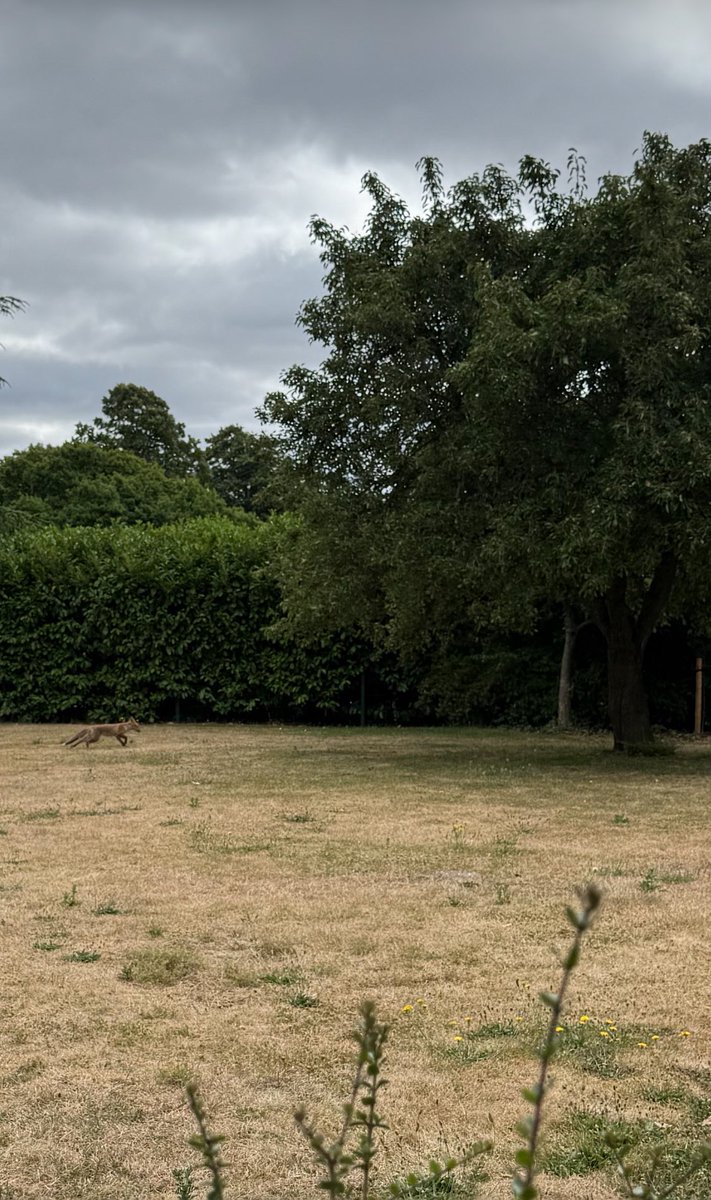 Thursday morning. 
East London.
#Fox 🦊