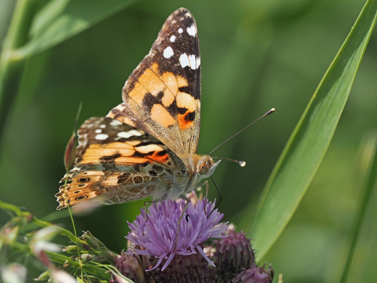 Mike Smith (@mikecsmiffy) on Twitter photo Painted Lady on a thistle head beside the path from <a href="/RSPBMinsmere/">RSPB Minsmere ๐</a> sluice to Eastbridge, Suffolk
#butterfly #Butterflies #wildlife #wildlifephotography #nature #NaturePhotography
<a href="/savebutterflies/">Butterfly Conservation ๐ฆ</a> <a href="/BC_Suffolk/">BC Suffolk Branch</a> <a href="/suffolkwildlife/">SuffolkWildlifeTrust</a> <a href="/NatureUK/">NatureUK</a> <a href="/Britnatureguide/">The British Nature Guide</a> Painted Lady on a thistle head beside the path from <a href="/RSPBMinsmere/">RSPB Minsmere ๐</a> sluice to Eastbridge, Suffolk
#butterfly #Butterflies #wildlife #wildlifephotography #nature #NaturePhotography
<a href="/savebutterflies/">Butterfly Conservation ๐ฆ</a> <a href="/BC_Suffolk/">BC Suffolk Branch</a> <a href="/suffolkwildlife/">SuffolkWildlifeTrust</a> <a href="/NatureUK/">NatureUK</a> <a href="/Britnatureguide/">The British Nature Guide</a>