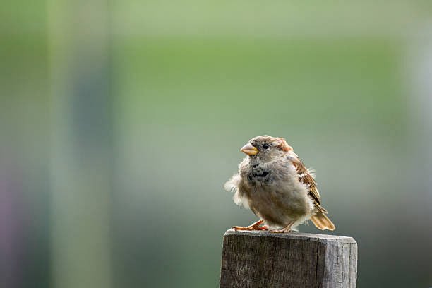 nishieeta's tweet image. In myriad spaces
beneath a
boundless sky
a little sparrow
in places
I am empty
#vss365
#spaces
#cherita