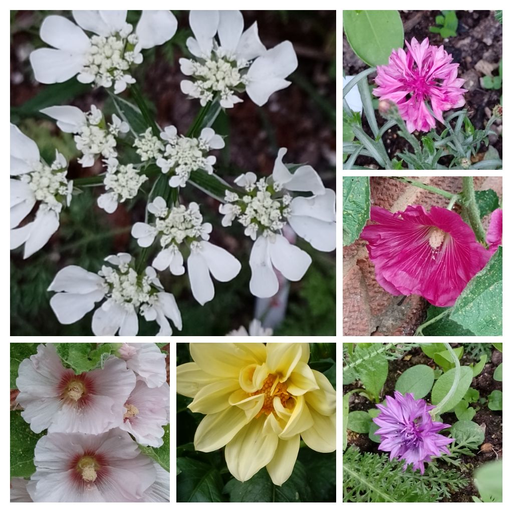 BuffbayB's tweet image. Well it's SATURDAY! & I'm off to volunteer. Here it's cloudy with light breeze, good for walking to town. Hope you all have a great day and whenever you do, please be careful out there. Blessings 🌞..#SixonSaturday all from my garden.