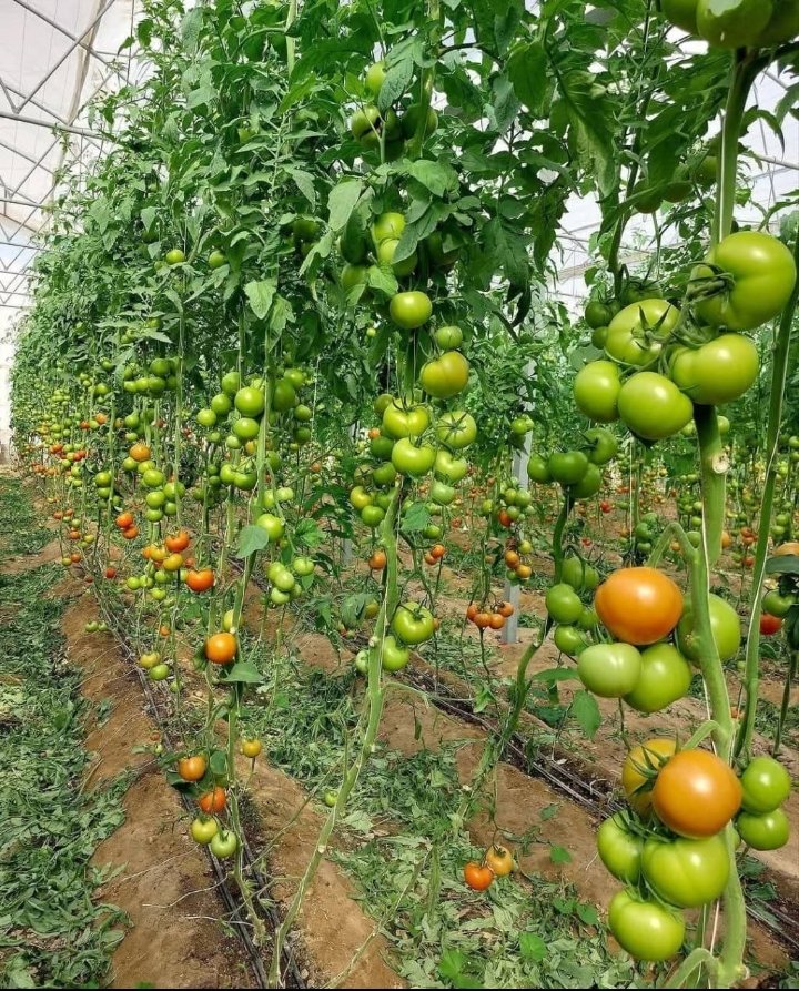 Raomosh's tweet photo. People will tell you so many things about me. But few will mention to you how serious I am when it comes to farming. Champion of food security https://t.co/kcS5BmdaQQ