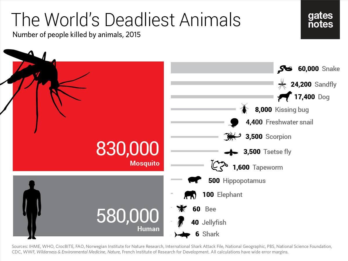 The world's deadliest animals. 
We are number 2