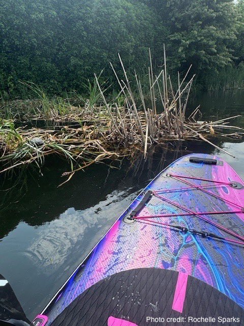 TurtleTallySuzi's tweet image. It’s been great to see the paddleboarding community help with our citizen science research. Thank you to Rochelle for this sighting.

#paddle #paddleboardingadventures #turtles #paddleboard #canal #river #lake #education #reptiles #nonnative #public #terrapin #wildlifephotography