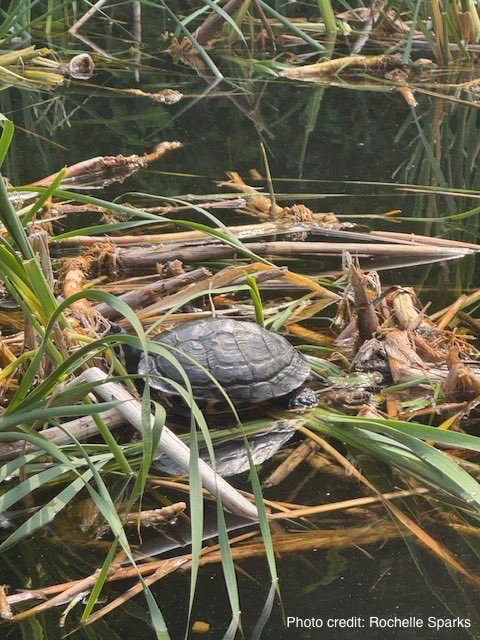 TurtleTallySuzi's tweet image. This often allows us to gain data in locations that are less urbanised and not by roads or footpaths where there’s higher numbers of people likely to see them. 

Check out our website: turtletally.co.uk 

#paddle #paddleboardingadventures #turtles #paddleboard #canal #river