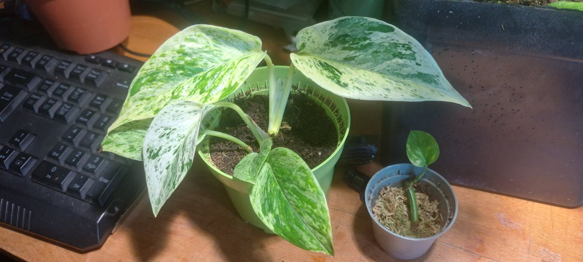 I've been really into plants recently, thought I'd share some of my favourite plants here.
1: alocaisa cuprea 'red secret' w/ mutation
2: begonia spp + monstera deliciosus 'albo'
3: epipremnum pinnatum 'cebu blue'
4: Epipremnum Aureum 'snow queen'