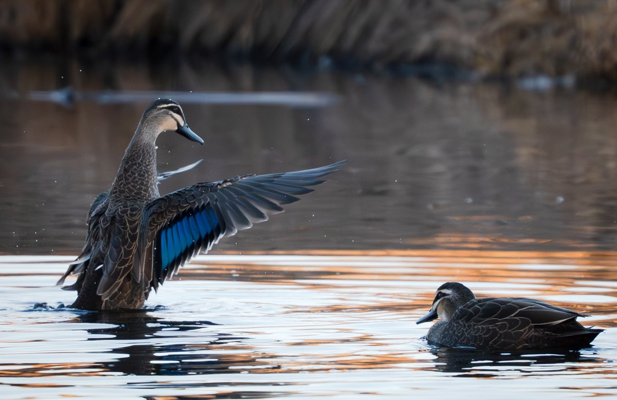 ThingsCanberra's tweet image. Pacific black ducks - Jerrabomberra Wetlands