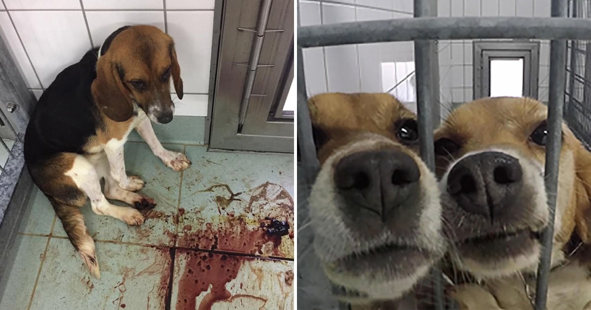 Millions of animals are tortured and killed in U.S. labs every year. Burned, blinded, mutilated, paralyzed then thrown away like trash. And the sickest part? Even if the product kills them, it can still be sold to you.

Opt for cruelty-free products.
#GoVegan