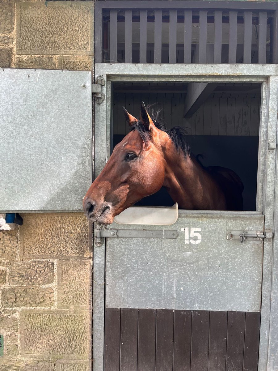 S.Pearce Racing (@spearce_racing) on Twitter photo Today we have Jack McNamara running at <a href="/NewcastleRaces/">Newcastle Racecourse</a> in the Northumberland Vase at 2.40pm #comehomesafe #racehorse #horseracing Today we have Jack McNamara running at <a href="/NewcastleRaces/">Newcastle Racecourse</a> in the Northumberland Vase at 2.40pm #comehomesafe #racehorse #horseracing
