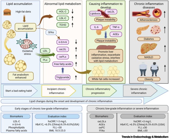 Trends_Endo_Met's tweet image. Online Now: Early nutritional interventions for chronic low-grade inflammation dlvr.it/TLcGCf #trends #endocrinology #metabolism