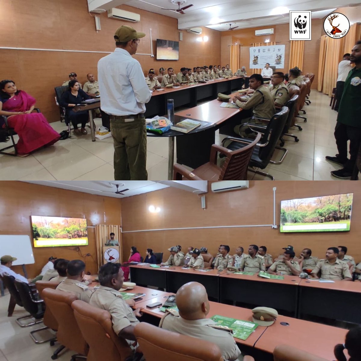 DudhwaTR's tweet image. A successful workshop on Small Cat Conservation was held today at Dudhwa Tiger Reserve, organized by @WWFINDIA & Global Tiger Forum 150+ forest staff trained to ID & monitor Small Cats.
#SmallCats #Dudhwa
@moefcc
@ntca_india
@UpforestUp
@Unitedfortigers @raju2179 @IUCNsos