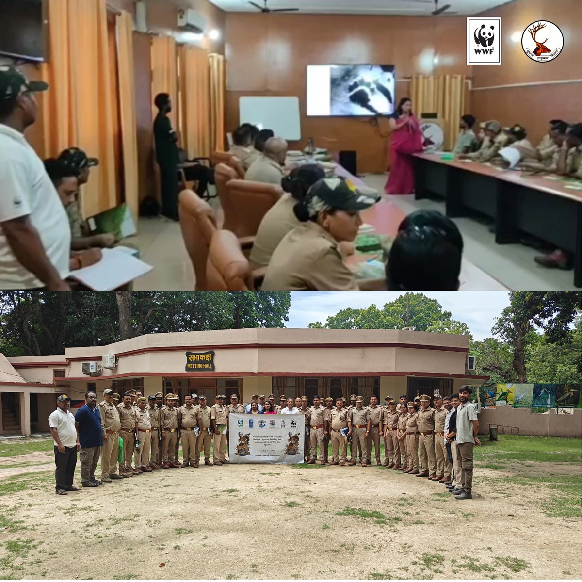 DudhwaTR's tweet image. A successful workshop on Small Cat Conservation was held today at Dudhwa Tiger Reserve, organized by @WWFINDIA & Global Tiger Forum 150+ forest staff trained to ID & monitor Small Cats.
#SmallCats #Dudhwa
@moefcc
@ntca_india
@UpforestUp
@Unitedfortigers @raju2179 @IUCNsos