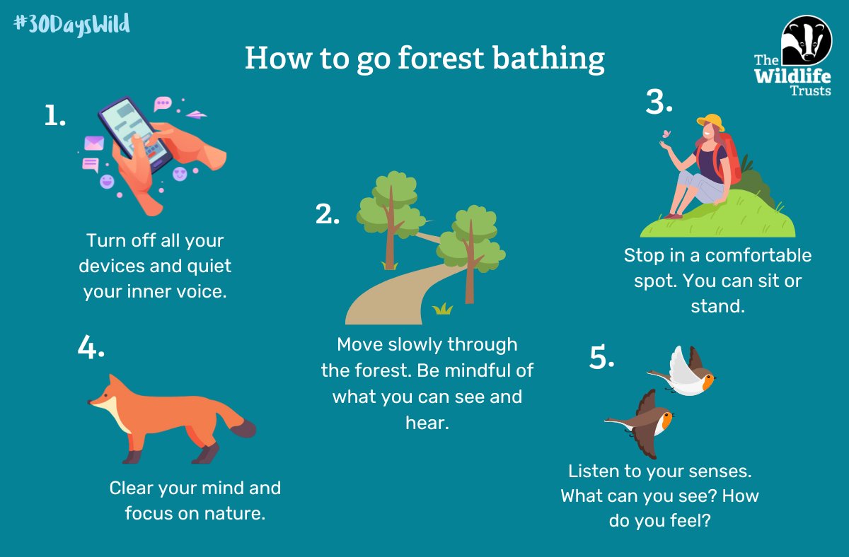 Move slowly like a fox, perch like a bird, and soak it all in. 🍃 

As part of #30DaysWild, why not try forest bathing: 

📵 Unplug 
🚶‍ Wander mindfully 
🌳 Pause &amp; be still 
👀 Notice what you see &amp; feel 

Let nature guide your every step.