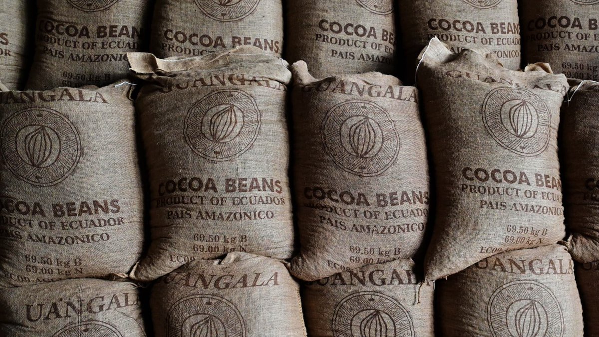 BFMTV's tweet image. Les prix du cacao ont tellement augmenté qu'en Équateur il rapporte plus désormais que les mines d'or et d'argent
l.bfmtv.com/x9ca