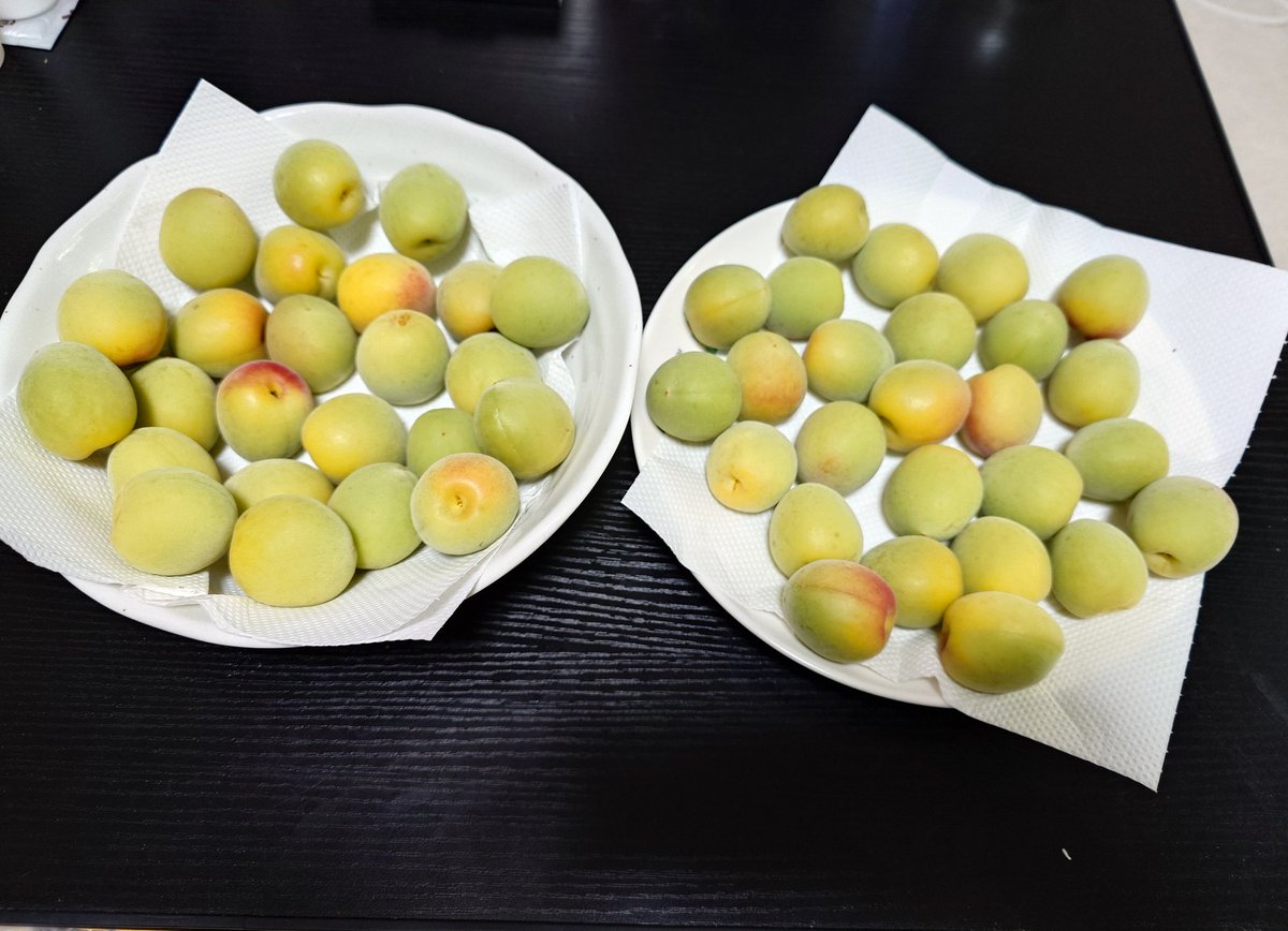 初梅シロップ 作ってみる！