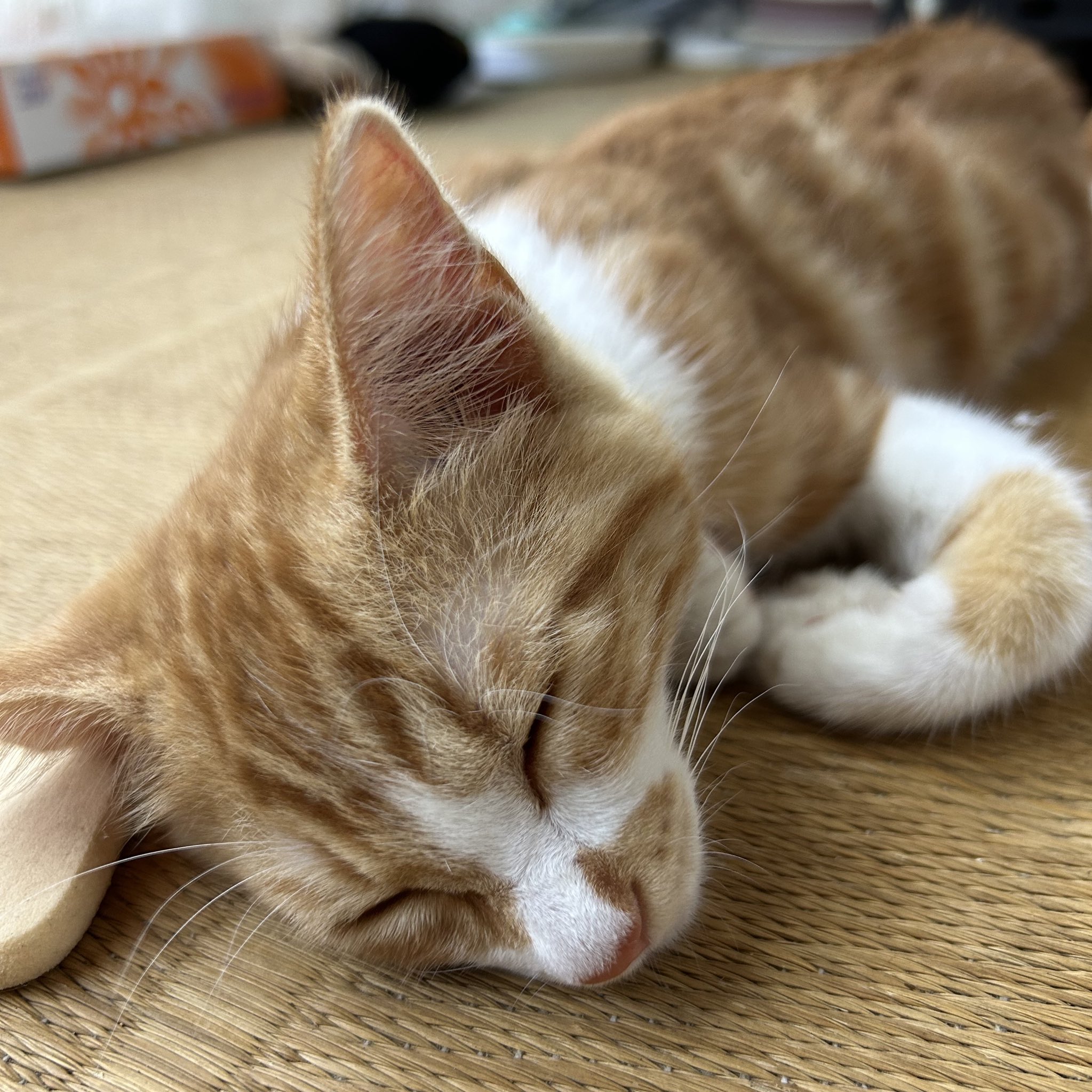 ブンブン (@bunbun426) / X