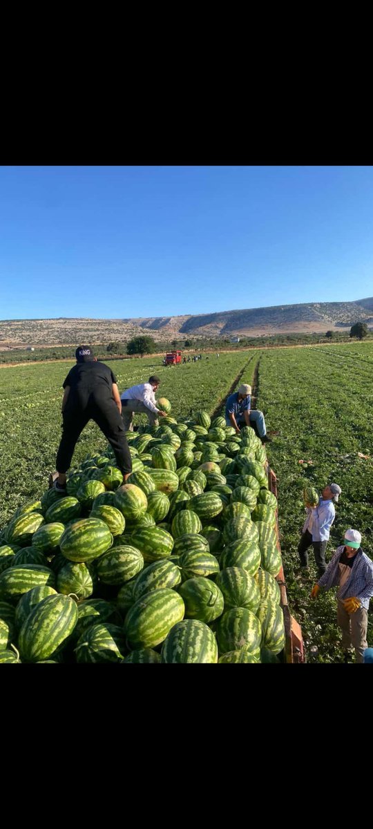 Bitki Besleme (Gübreleme) , karpuz yetiştiriciliğinde verimi ve kaliteyi doğrudan etkileyen en önemli uygulamalardan biridir. 
#taşdoğantarım #bitkibesleme #gübreleme #karpuz