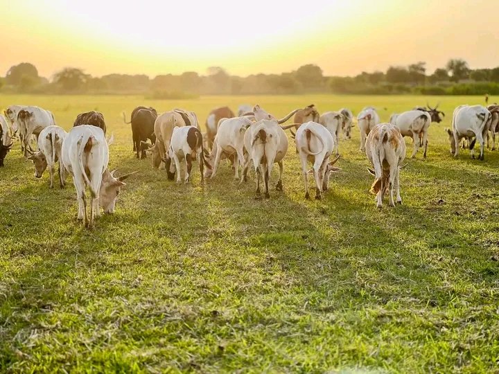 The Nuer people 🇸🇸🇪🇹 tweet media