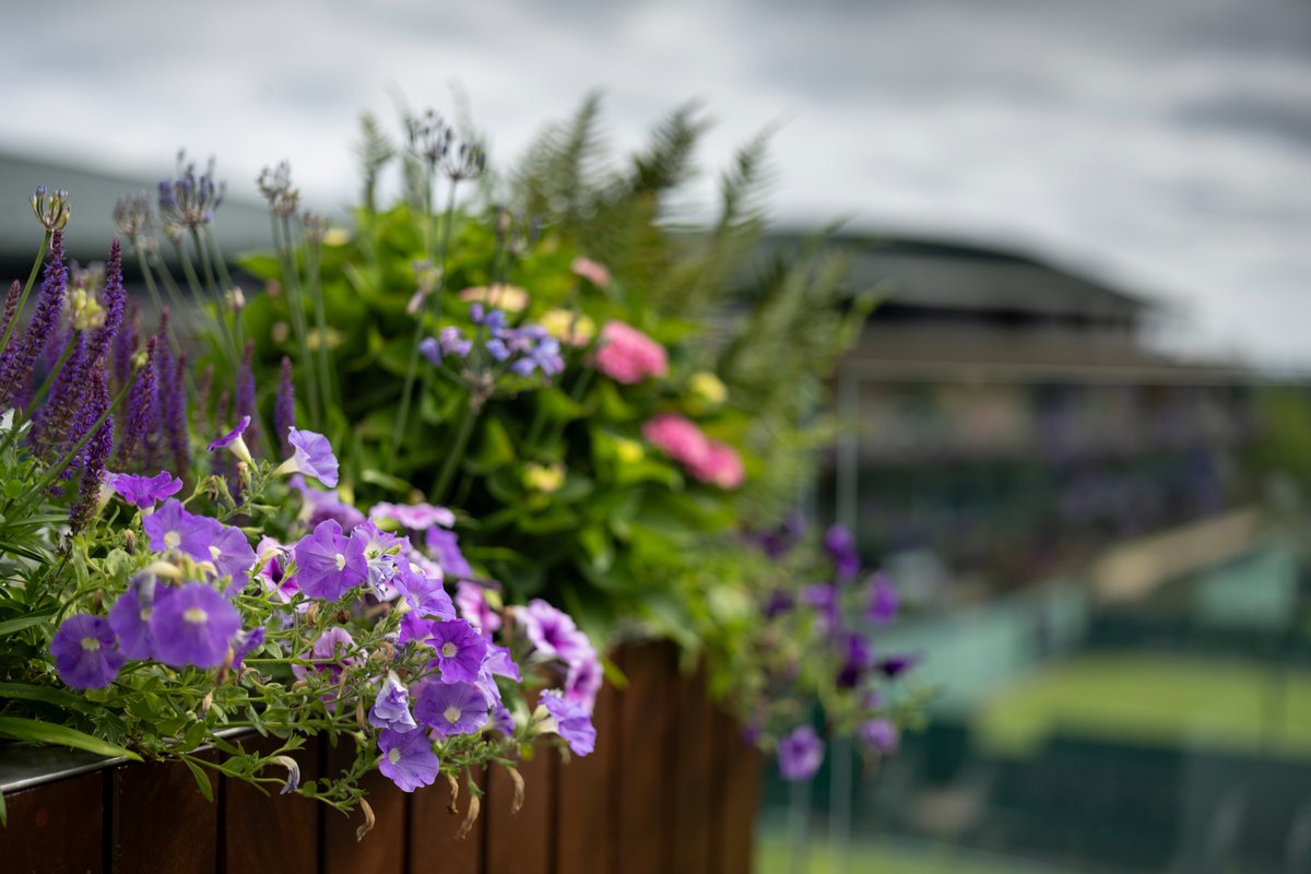 🌺

#Wimbledon
