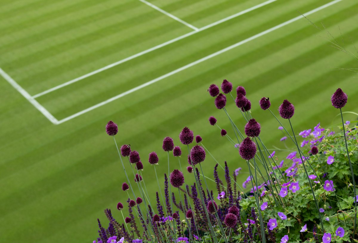 Wimbledon's tweet photo. 🌺

#Wimbledon https://t.co/f3uHL0Drsd