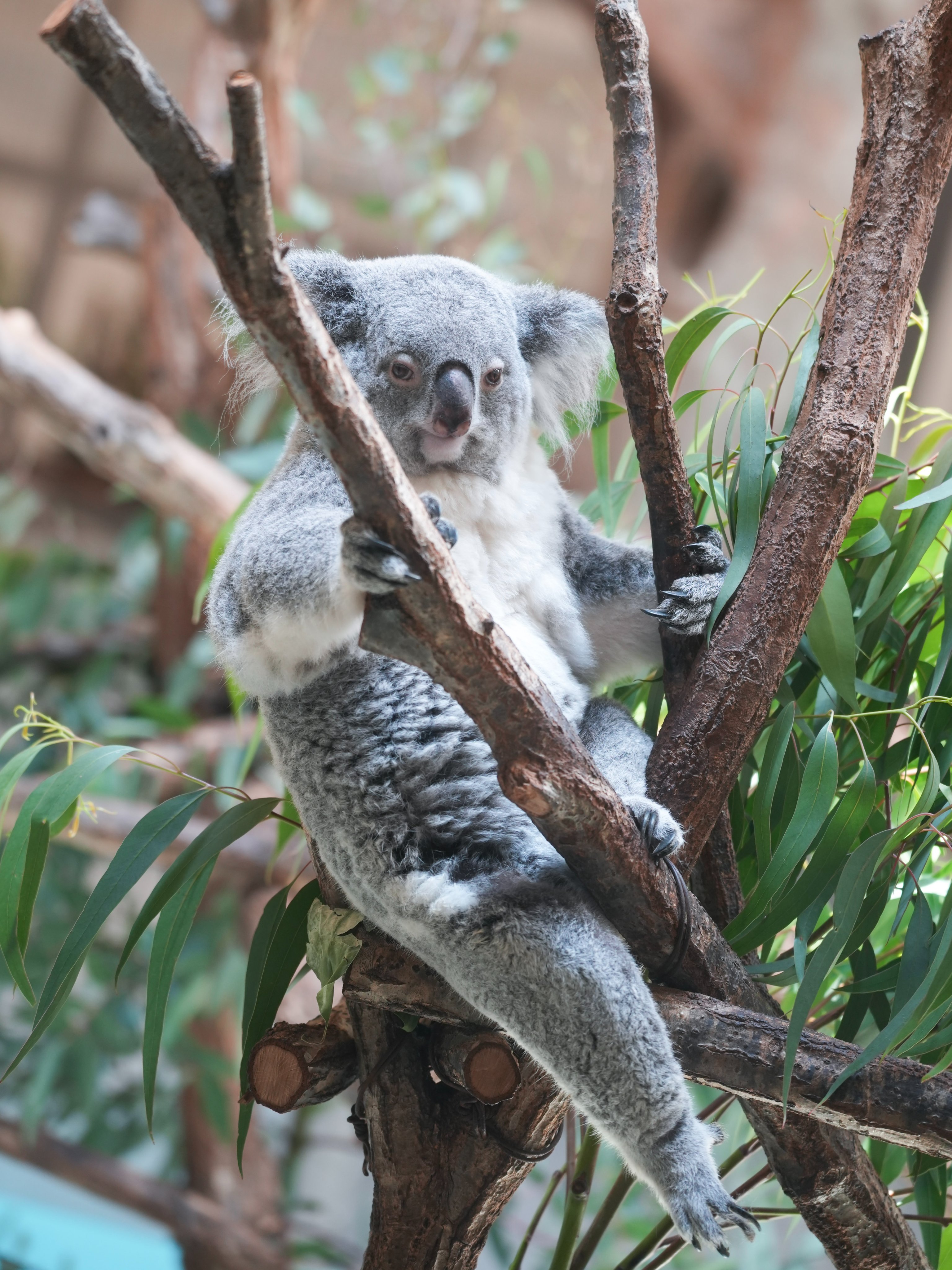 🐨やしじゅん🐨コアラー(2025もコアラ年) | イツキくんが地面に
