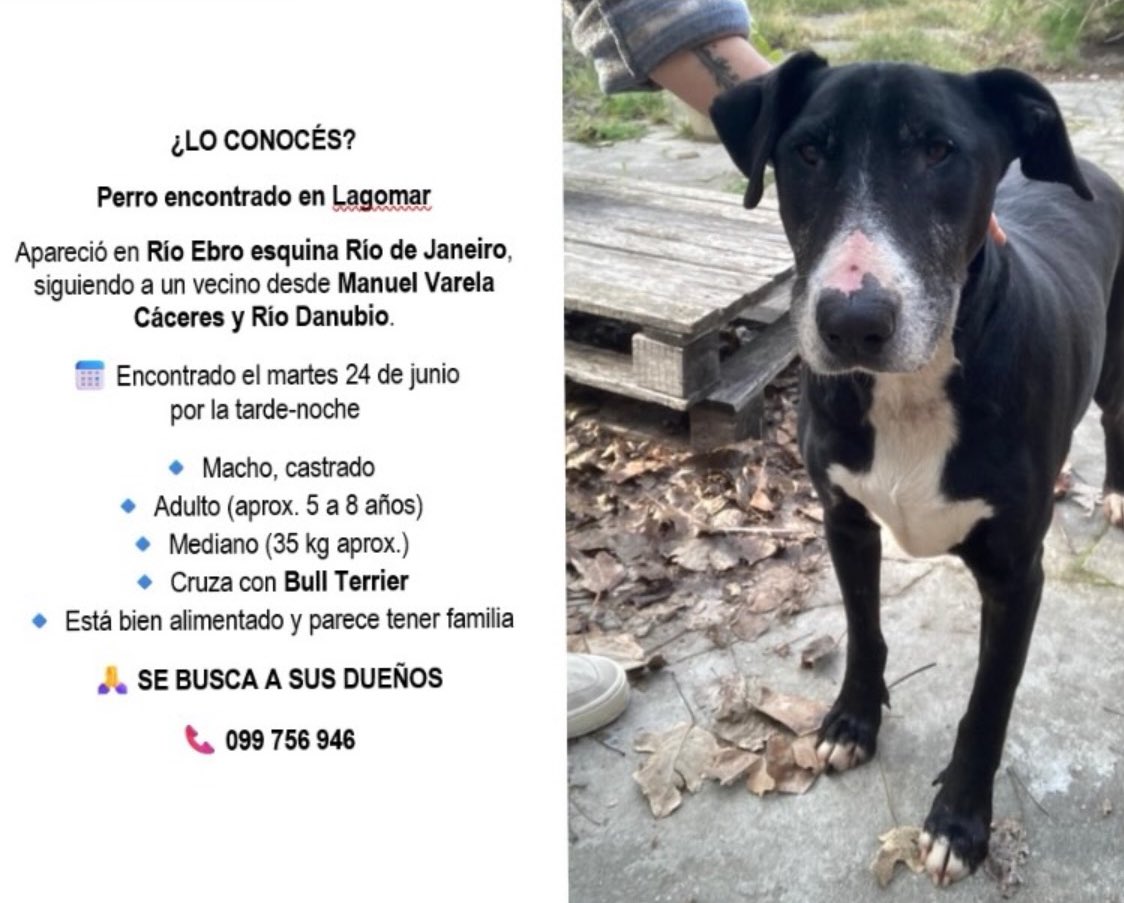 ShortyMalone's tweet photo. URGENTE - PERRO ENCONTRADO EN CIUDAD DE LA COSTA - URUGUAY
Buscamos a los dueños o un hogar responsable. Es mimoso y obediente pero atacó a nuestra gata y no lo podemos tener. 💔 https://t.co/Bd8kmHHZsT