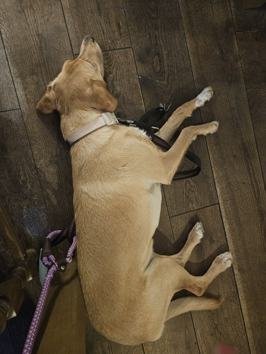 Ey up, pup! CC'S first Yorkshire pub #Ingleton Are you proud @streetheartsbg ? #Adventuresofchucklingcustard #rescuedogsofinstagram life after #shelter #minesarescue