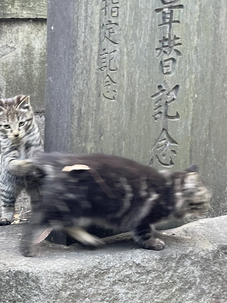 chiba_jinja tweet picture