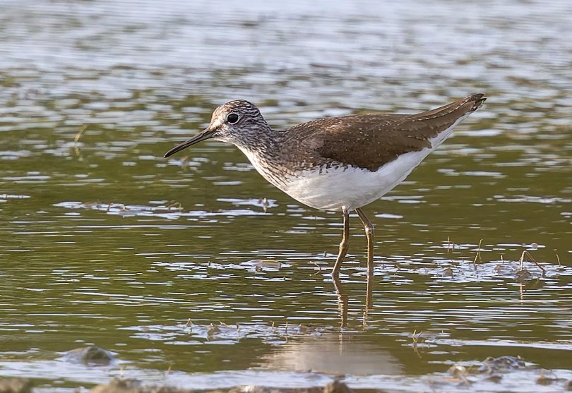 Mike Carr (@mikepastycarr) on Twitter photo Second helpings - the Green Sand at Gosforth Subsidence Pond on Thursday evening, no further sign of the LRPs though <a href="/NTBirdClub/">Northumberland & Tyneside Bird Club</a> Second helpings - the Green Sand at Gosforth Subsidence Pond on Thursday evening, no further sign of the LRPs though <a href="/NTBirdClub/">Northumberland & Tyneside Bird Club</a>