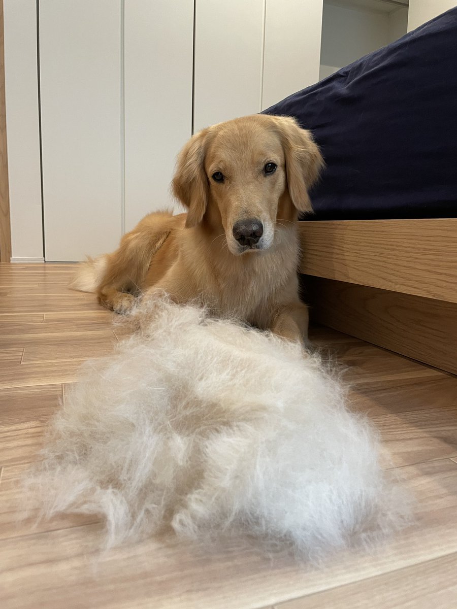 ゴールデンレトリバーの換毛期はこれが毎日です