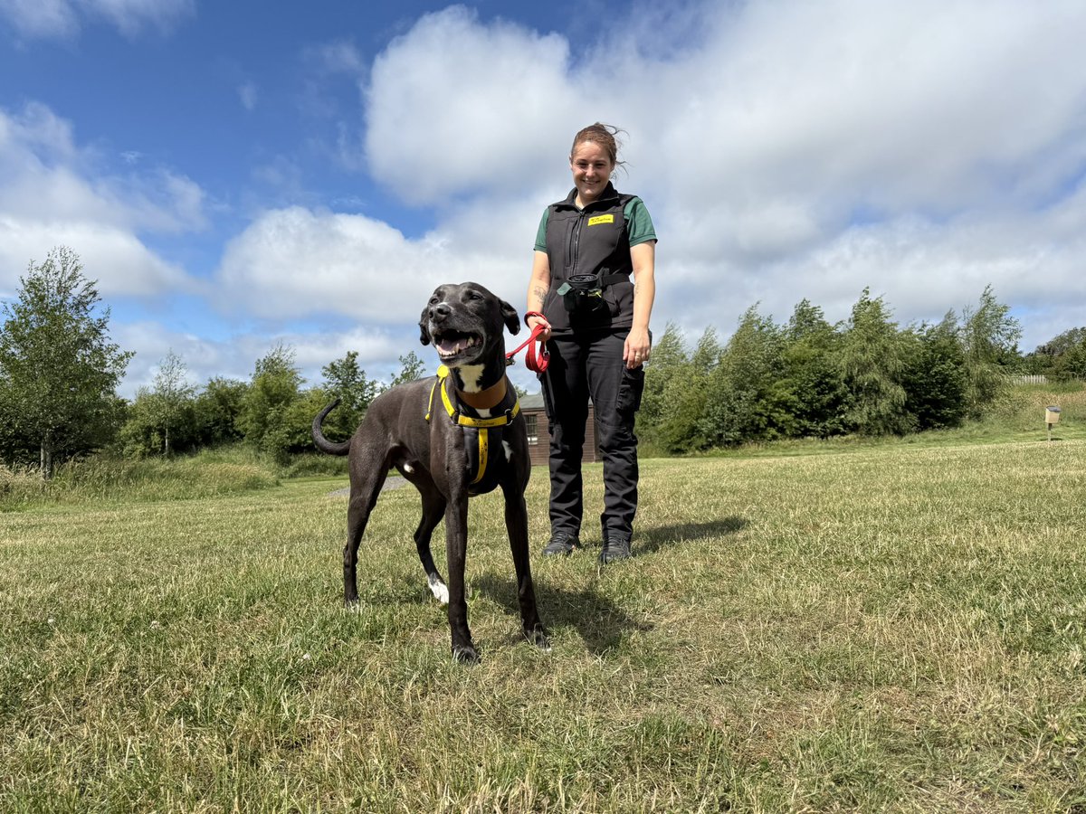 Jim Scott (@jimscottjourno) on Twitter photo This is Flash, he’s a good boy and just wants somebody to love him
I’ll have his story - and the heartbreaking efforts to find him a forever home on Look North a little later
<a href="/DogsTrust/">Dogs Trust 💛🐶</a>
(I’d love him but Cookie and Betsie would go wild) This is Flash, he’s a good boy and just wants somebody to love him
I’ll have his story - and the heartbreaking efforts to find him a forever home on Look North a little later
<a href="/DogsTrust/">Dogs Trust 💛🐶</a>
(I’d love him but Cookie and Betsie would go wild)
