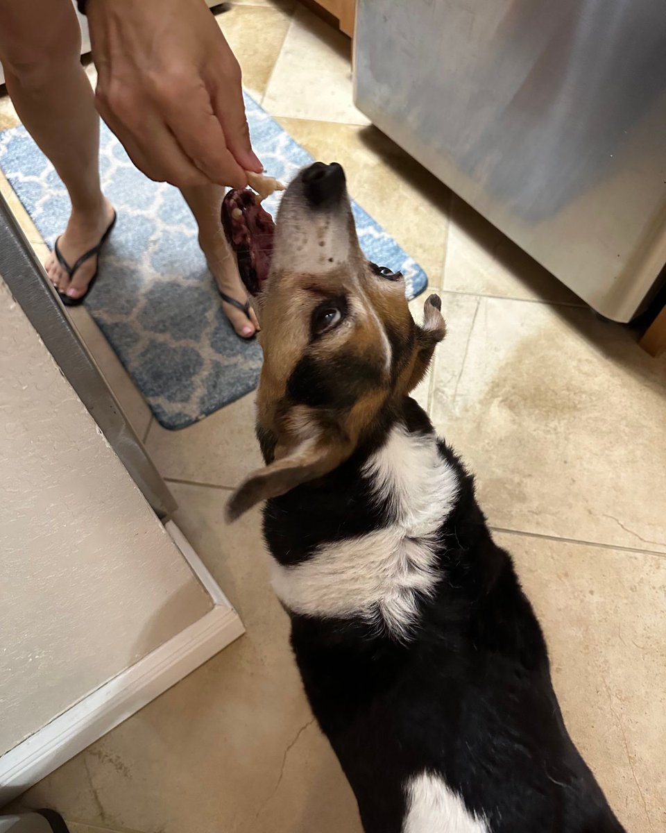 Our researchers have observed that treat acquisition in the #beagle breed falls along a spectrum, ranging from the gentle finesse of a bird dog to the full force attack of a hammerhead shark. #beaglefacts

📷 <a href="/NotMean567/">Bailey the beagle 🐶🐾💜</a> / Twitter