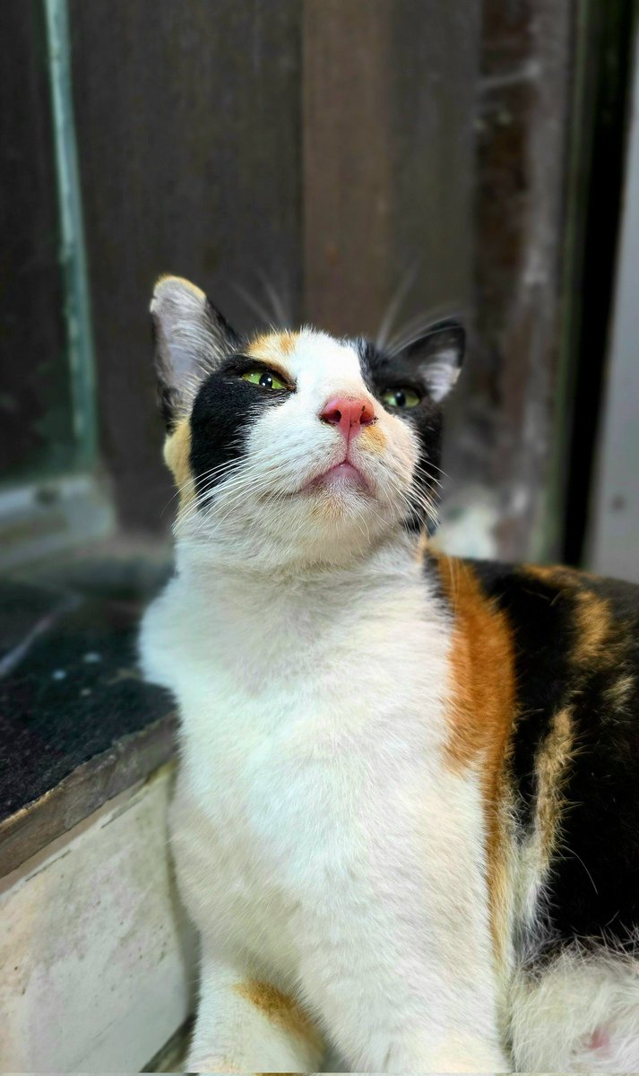 parthosarathi_b's tweet photo. Show us your beautiful feline friends this #Caturday! No dogs allowed. 😸 https://t.co/22VfQolgAk